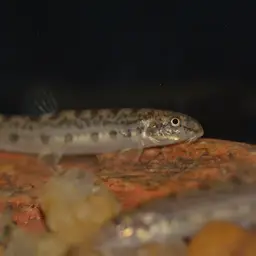 Common spiny loach, photo 7