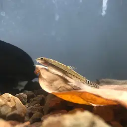Common spiny loach, photo 8