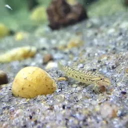 Common spiny loach, photo 9