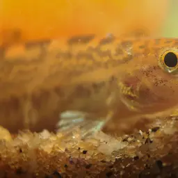 Common spiny loach, photo 10