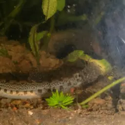 Common spiny loach, photo 11