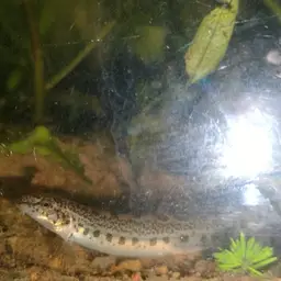 Common spiny loach, photo 12