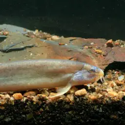 Pinky Loach, photo 1