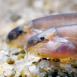 Pinky Loach, photo 2