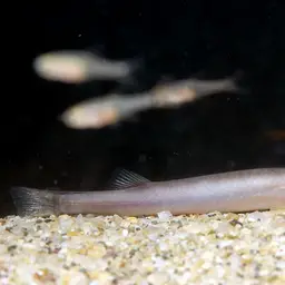 Pinky Loach, photo 3
