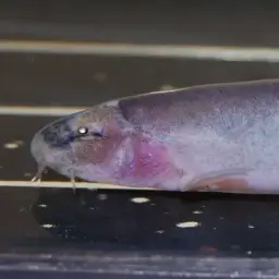 Pinky Loach, photo 4