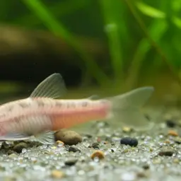 Pinky Loach, photo 5