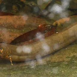 South American Lungfish, photo 2