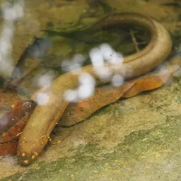 South American Lungfish, photo 3