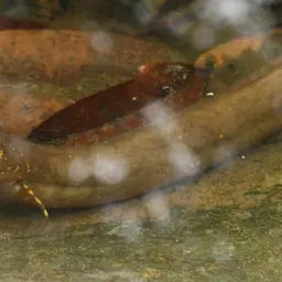 South American Lungfish, photo 1