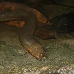 South American Lungfish, photo 4