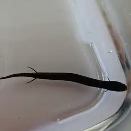 South American Lungfish, photo 5