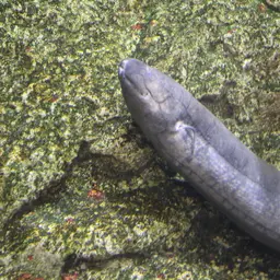 South American Lungfish, photo 6