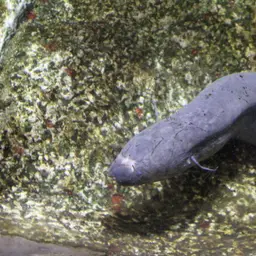 South American Lungfish, photo 7