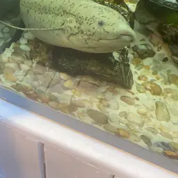 South American Lungfish, photo 8