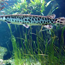 Shortnose Gar, photo 1