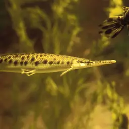 Shortnose Gar, photo 2