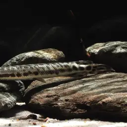 Shortnose Gar, photo 3