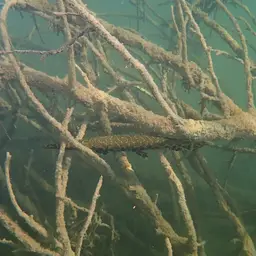 Shortnose Gar, photo 5