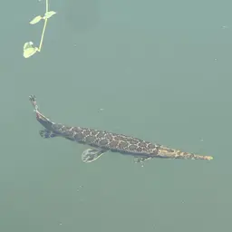 Shortnose Gar, photo 7