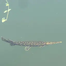 Shortnose Gar, photo 8