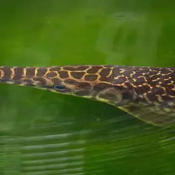 Shortnose Gar, photo 9