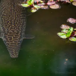 Shortnose Gar, photo 10