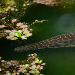 Shortnose Gar, photo 11