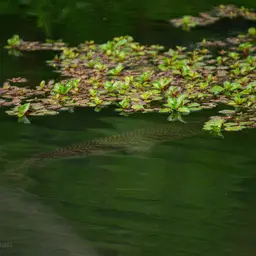 Shortnose Gar, photo 12