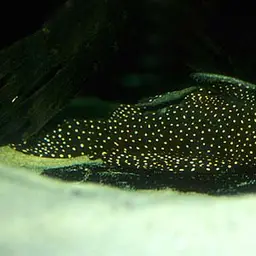 Galaxy Pleco, photo 1