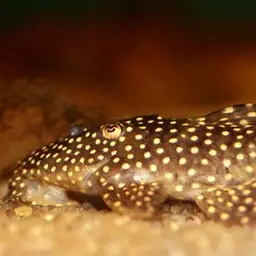 Galaxy Pleco, photo 2