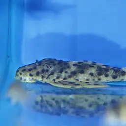 Golden Vampire Pleco, photo 1