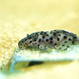 Vampire Pleco, photo 1