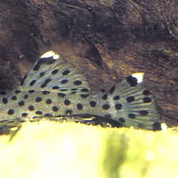 Vampire Pleco, photo 2