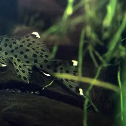 Vampire Pleco, photo 3