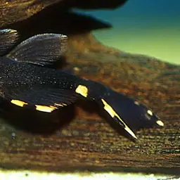 Three Beacon Plec, photo 2