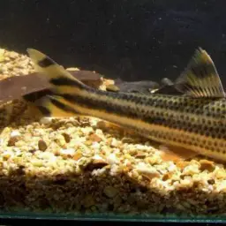 Yellow rabbit characin, photo 1
