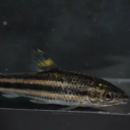 Yellow rabbit characin, photo 2