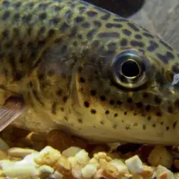 Yellow rabbit characin, photo 3
