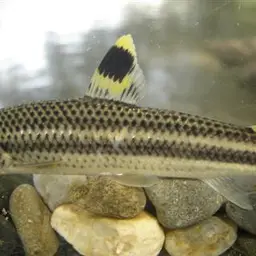 Yellow rabbit characin, photo 4