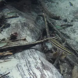 Yellow rabbit characin, photo 5