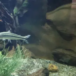 Yellow rabbit characin, photo 6
