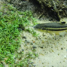 Yellow rabbit characin, photo 7