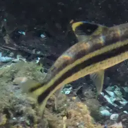 Yellow rabbit characin, photo 8