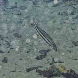 Yellow rabbit characin, photo 9