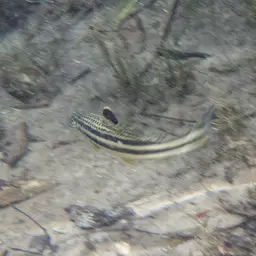 Yellow rabbit characin, photo 10