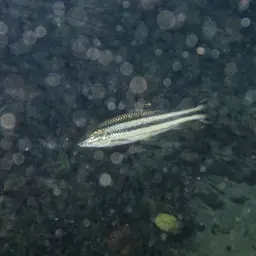 Yellow rabbit characin, photo 11