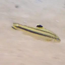 Yellow rabbit characin, photo 12