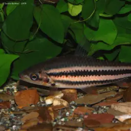 Lipstick Leporinus, photo 1