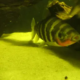 Banded Leporinus